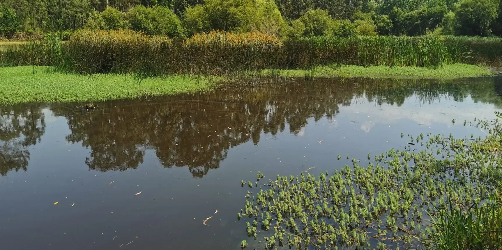 Requalificação ambiental da Lagoa do Moitão/Covão do Lobo